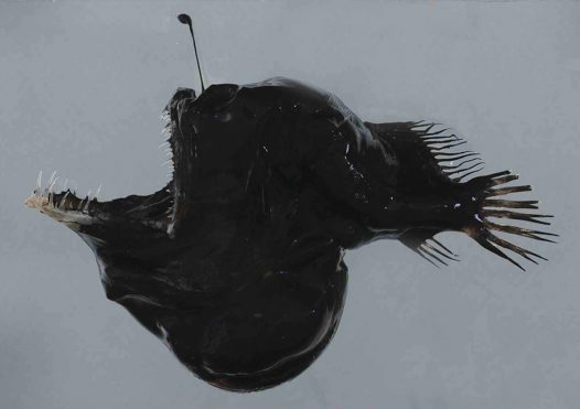 (Melanocetidae Gill, 1878) Семейство Меланоцетиды, Меланоцетовые
